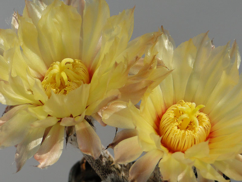 Astrophytum caput medusae 2012 Juli04-17.jpg