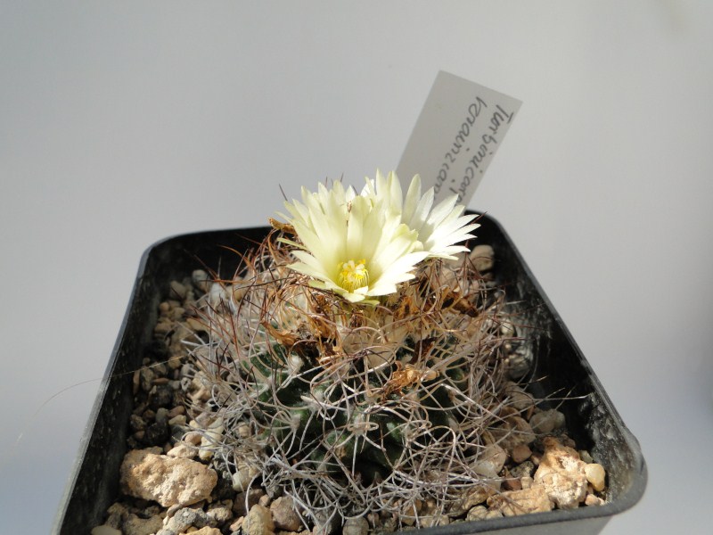 Turbinicarpus krainzianus 2010 August01 036.jpg