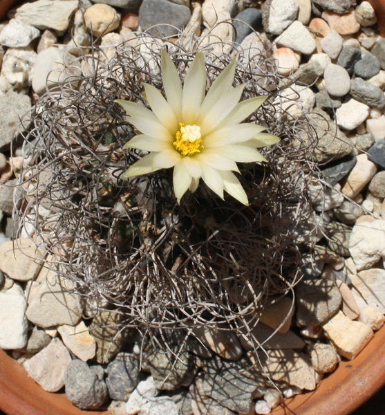 Turbinicarpus_pseudomacrochele09082012_02.JPG