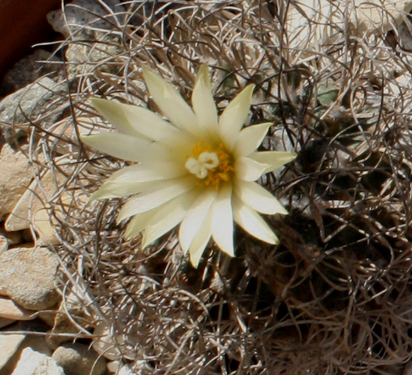 Turbinicarpus_pseudomacrochele10192012_02.JPG