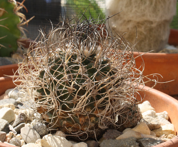 Turbinicarpus_pseudomacrochele10132012.JPG