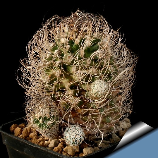 Turbinicarpus_pseudomacrochele_lausseri_540.jpg