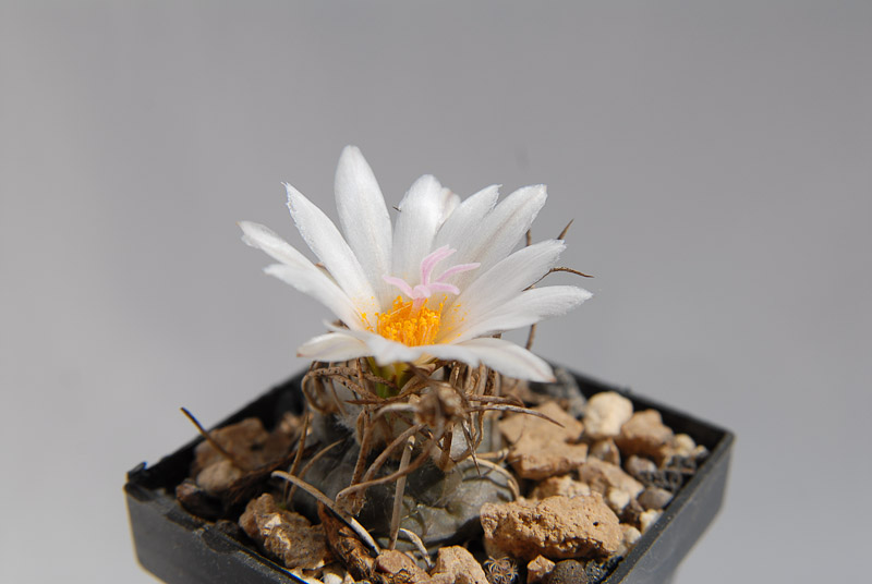 Turbinicarpus macrochele 2012 Mai06-3.jpg