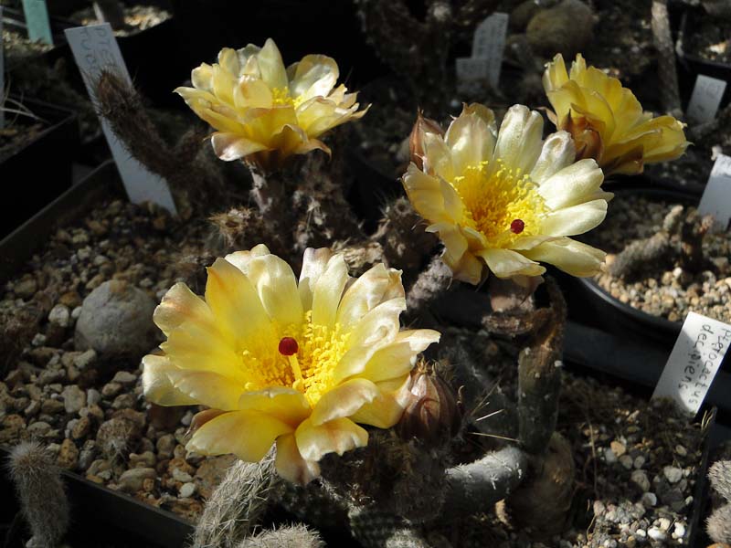 Pterocactus kuntzei (P. decipiens) 2012 Juno04-1.jpg