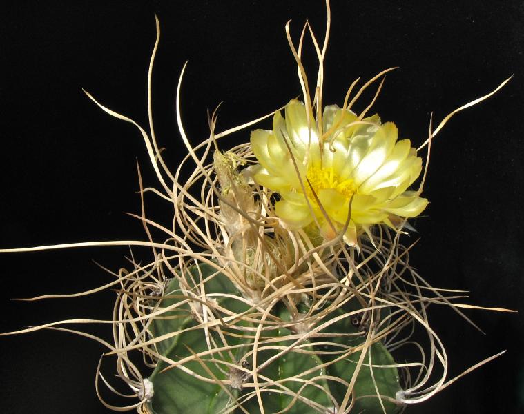Astrophytum 'kraussii'