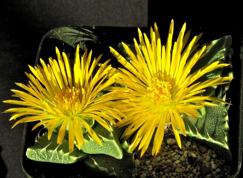 Faucaria felina