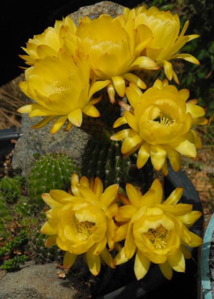 Trichocereus x-schickendantzii