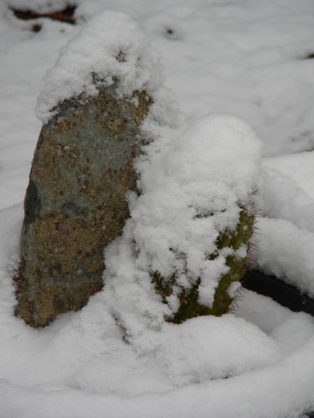 Snowbound Trichocereus