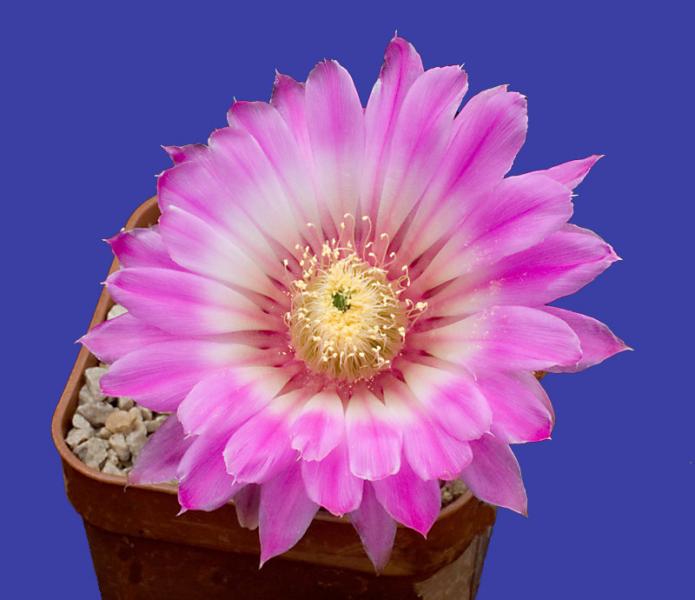 Echinocereus-reichenbachii-.jpg