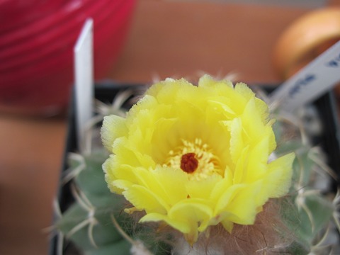 Parodia erinacea