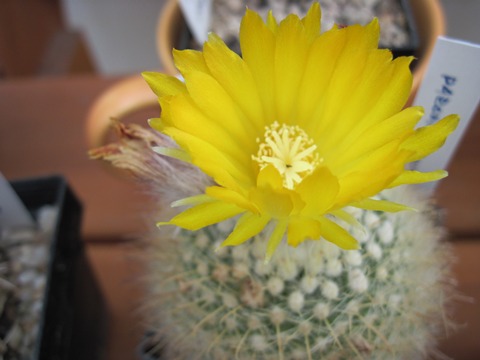 Parodia mutabilis