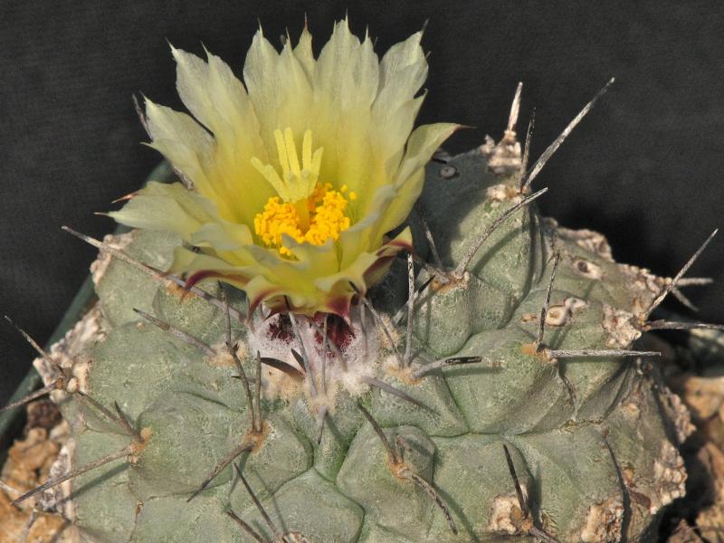 Strombocactus corregidorae