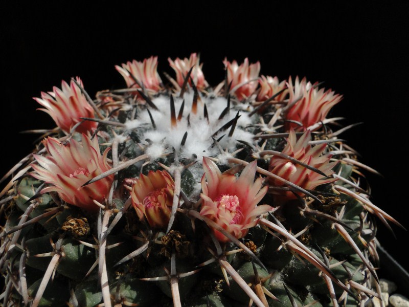 Mammillaria rioverdensis 2011 Mai21-3.jpg