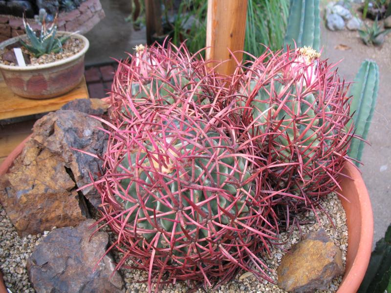 rainy day Echinocactus polycephalus.JPG