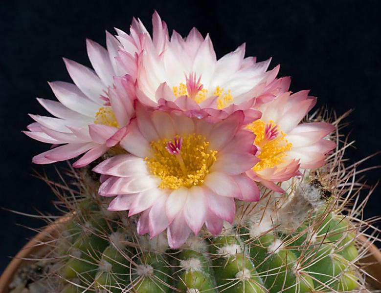 Notocactus putpurea.jpg