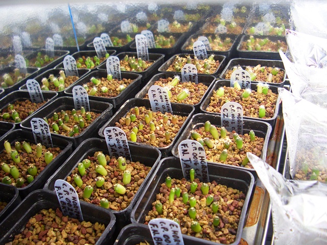 Seedlings are about 2 months old