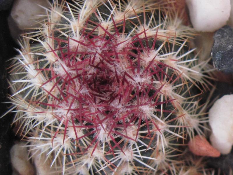 Echinocereus viridiflorus.jpg