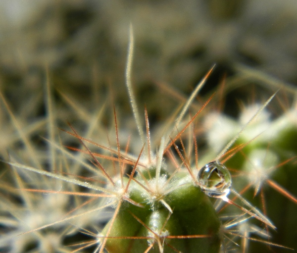 Fero sp. seedling.