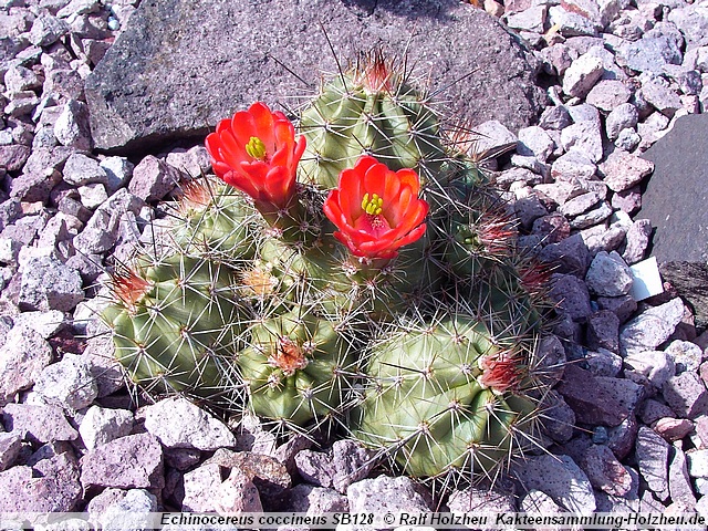 21_Echinocereus_coccineus_SB128.JPG