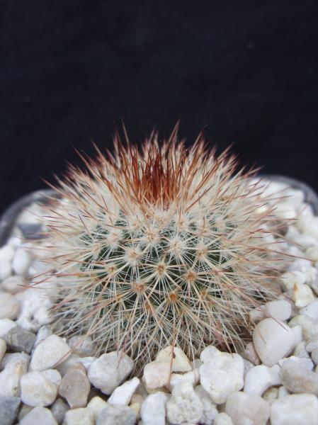 mammillaria spinosissima 150313.JPG