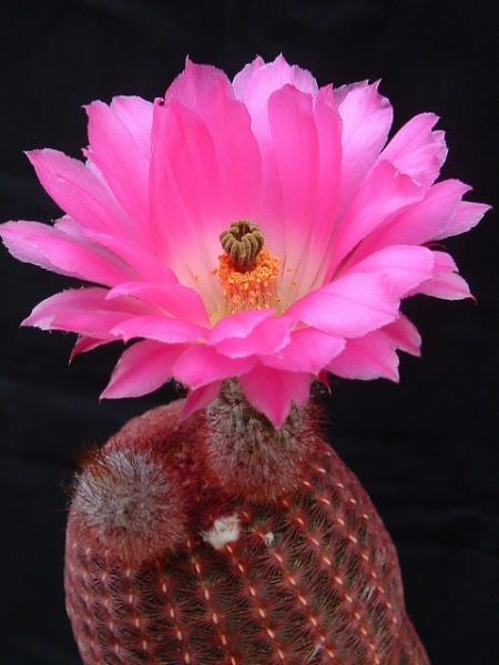 Echinocereus pectinatus v. rubrispinus