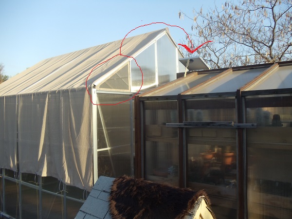 Both sides of the greenhouse has panels that I remove and replace with screen.