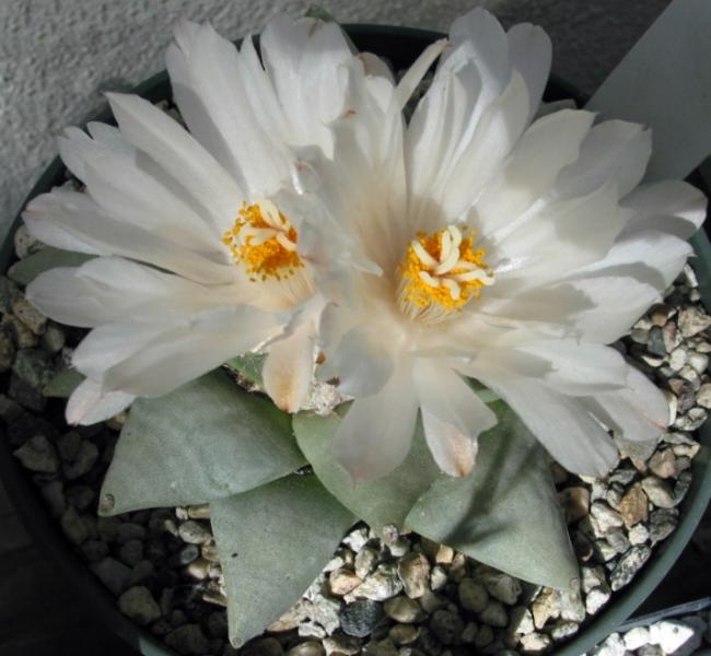 Ariocarpus retusus.JPG