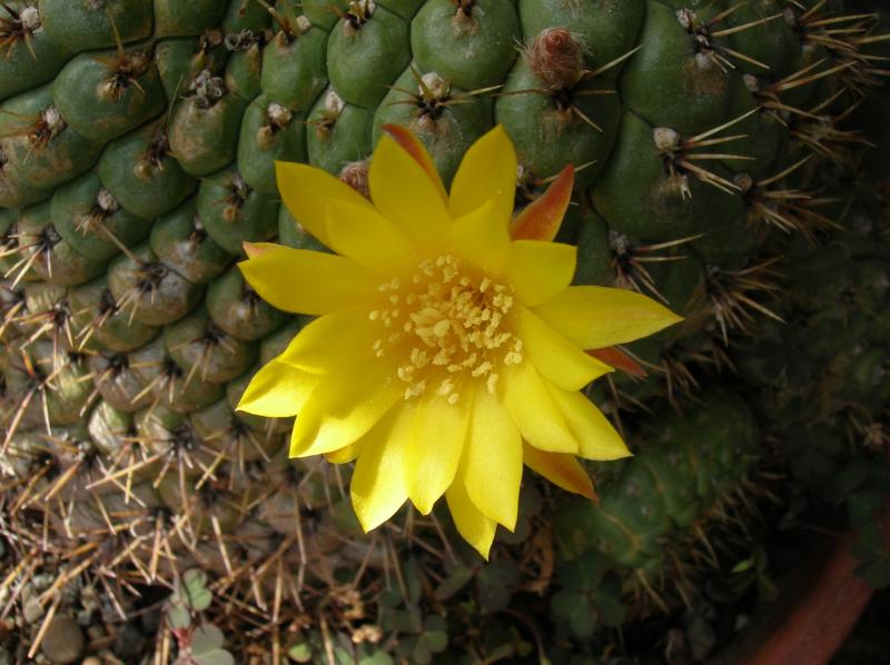 Matucana aureiflora . . . (04-06-2013)