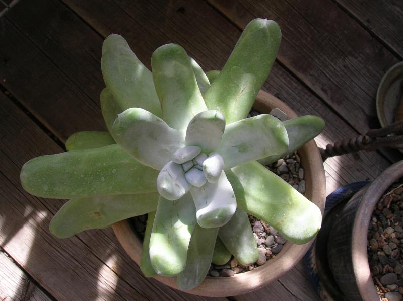 Dudleya pachyphytum . . . (04-06-2013)