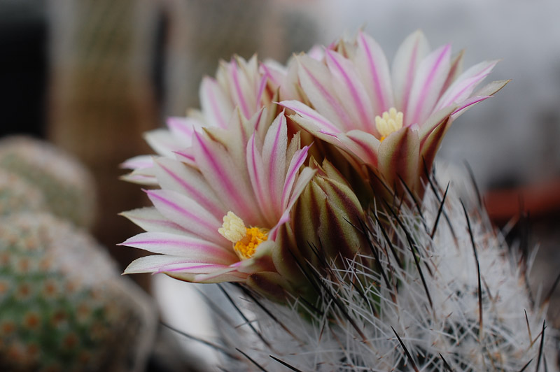 Turbinicarpus subterraneus exRM 2013 April07.jpg