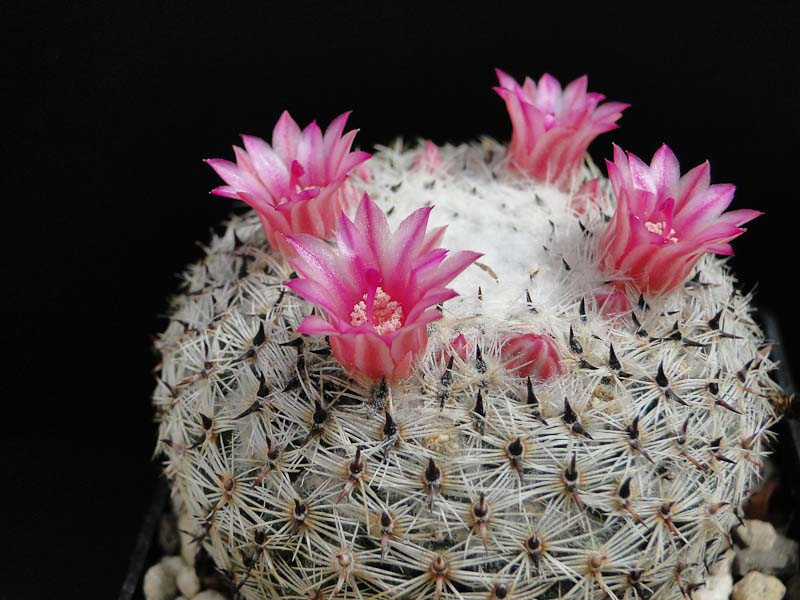 Mammillaria brauneana, Guadalcazar 2012 Mai18-2.jpg