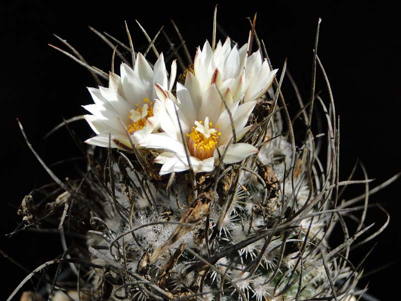 Turbinicarpus dickisoniae 2011 Oktober01-3.jpg