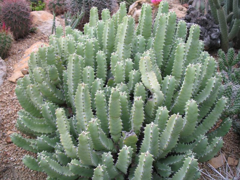 euphorbia resinifera.JPG