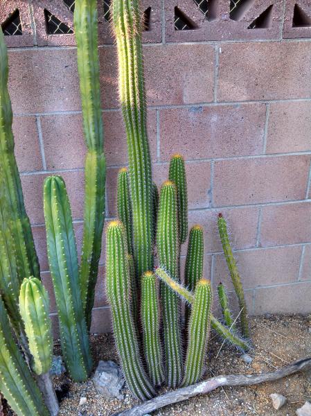 Echinopsis spachiana.jpg