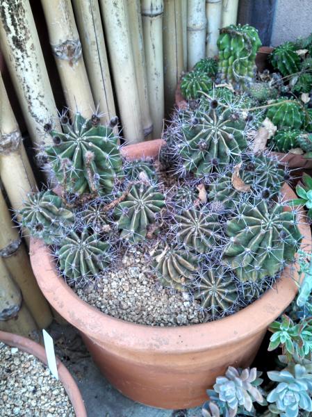 Echinopsis.jpg