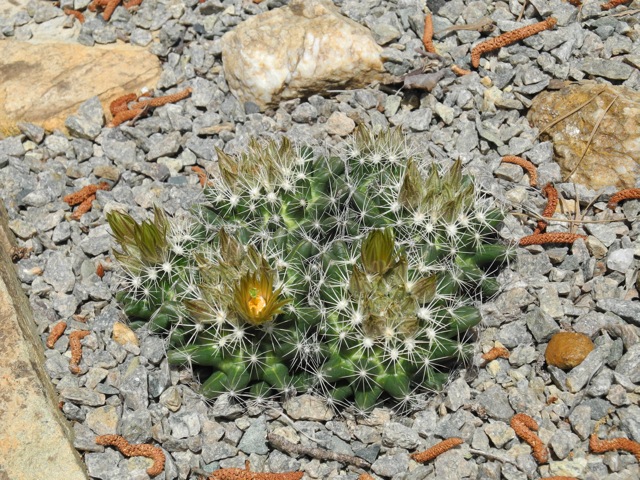 Escobaria missouriensis