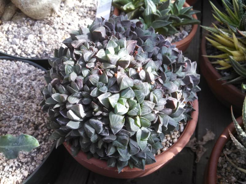 Haworthias 007.jpg