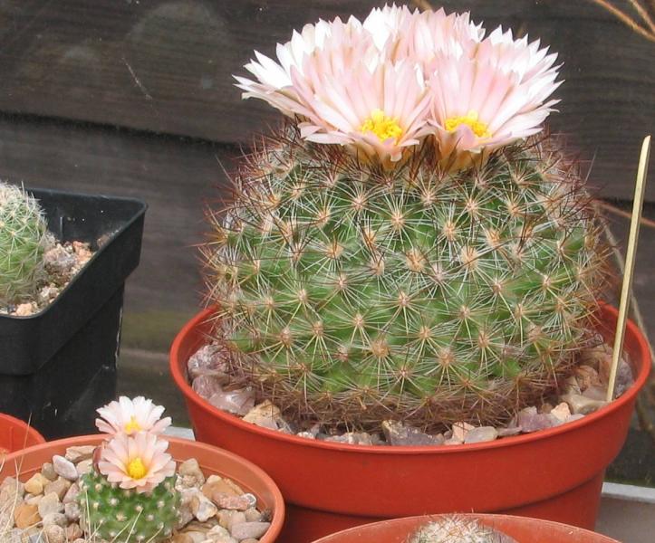 pediocactus-0412.jpg