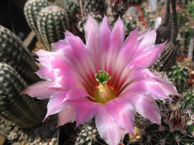 Echinocereus hybrid