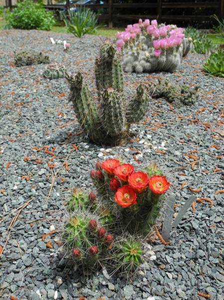 Echinocereus coccineus and E nivosus