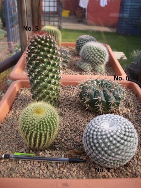 No.5 Mammillaria also?