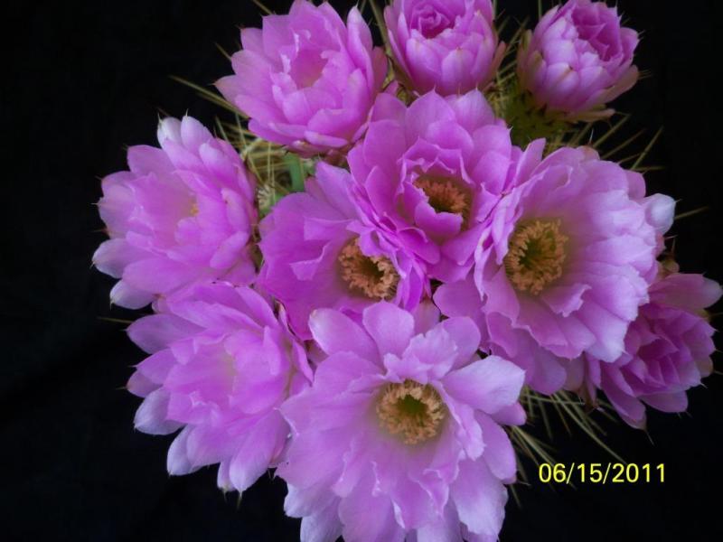 Acanthocalycium spiniflorum v. violacaeum