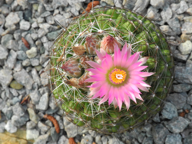 Coryphantha vivipara