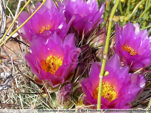 01_Sclerocactus_parviflorus.JPG