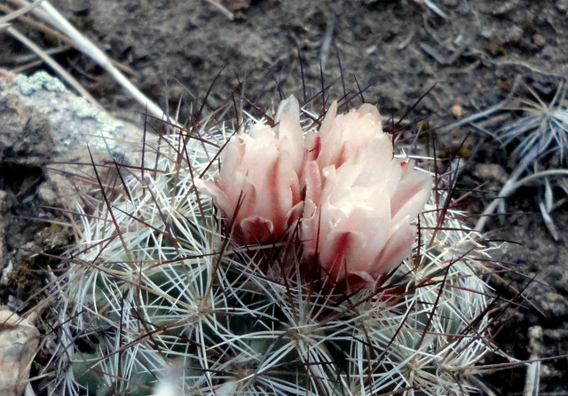Pediocactus in Dixie National Forest