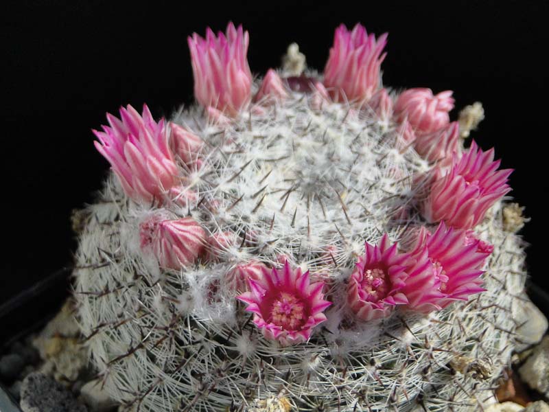 Mammillaria aff. formosa Rog326 2013 Mai14-2.jpg