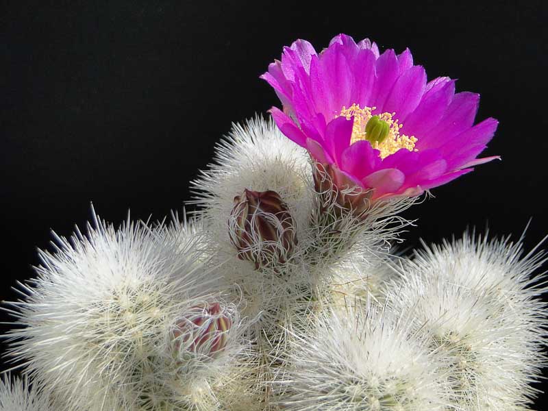 Echinocereus nivosus 2013 Mai14.jpg