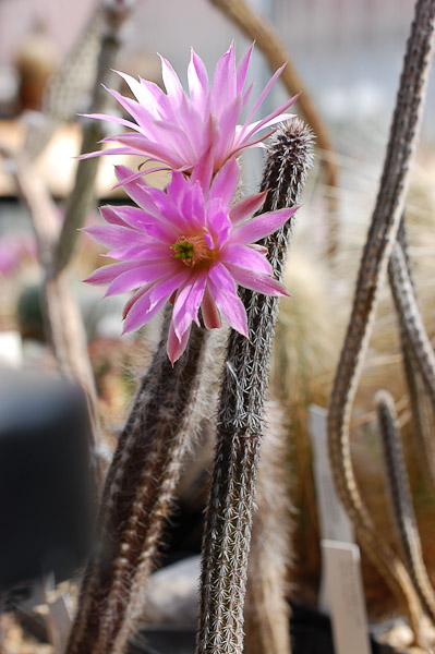 Echinocereus schmollii (Wilcoxia schmollii) 2013 Mai12-2.jpg