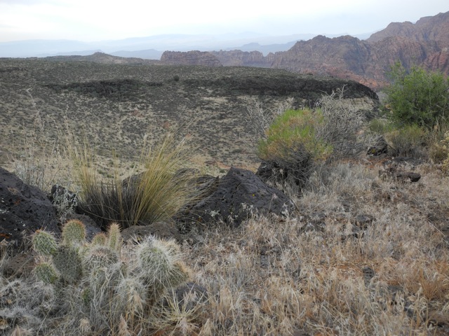 Opuntia polyacantha erinacea at SNow Canyon