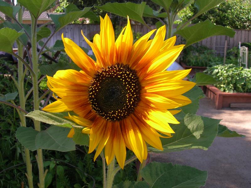 Sunflowers today . . . (05-27-2013)